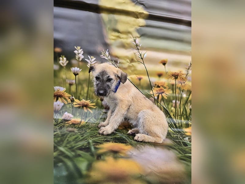 Toby, verspielt und lieb