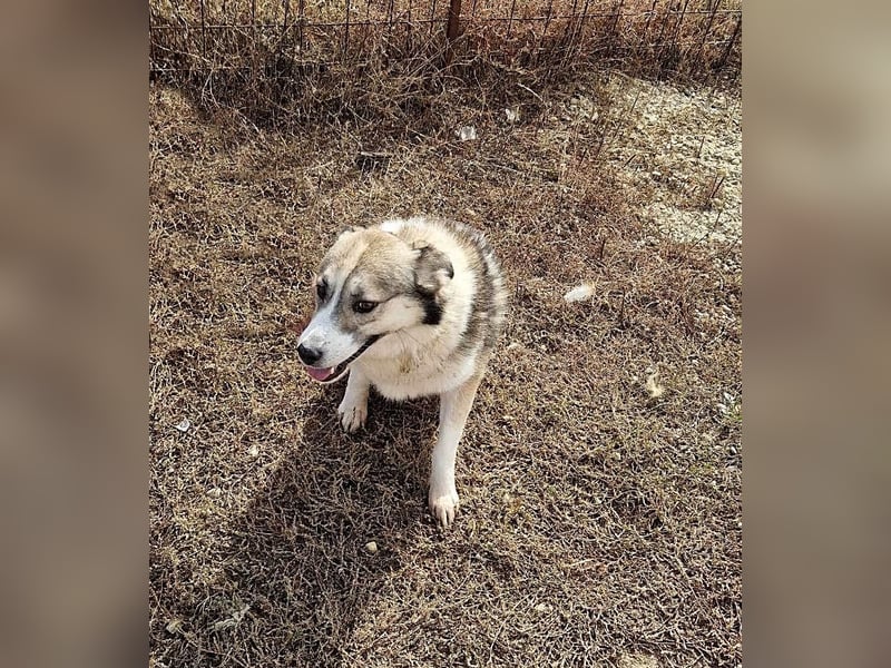 Charly (2), freundlich und neugierig