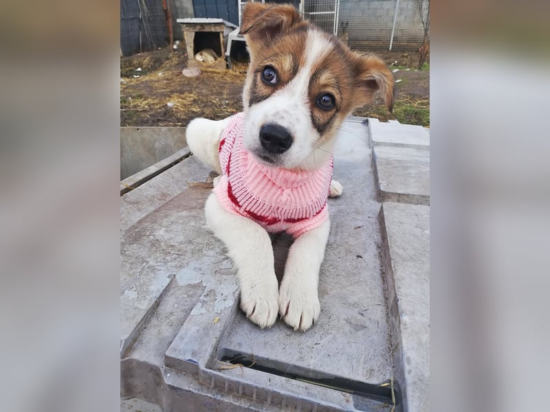 Sandy * reserviert *