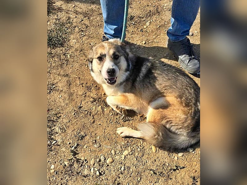 Charly (2), freundlich und neugierig