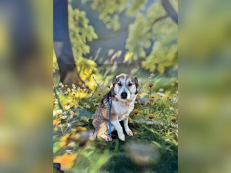 Charly (2), freundlich und neugierig