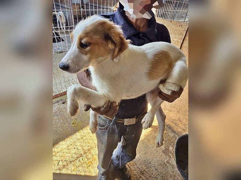 Eddy, etwas unsicher aber neugierig