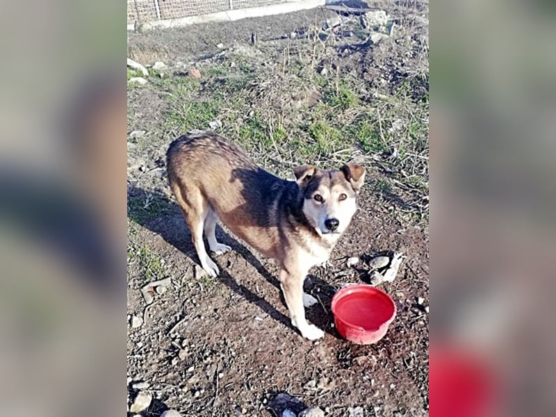 Kimba, sehr lieb aber etwas schüchtern