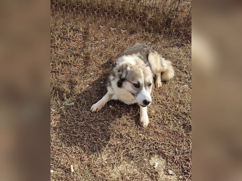Charly (2), freundlich und neugierig