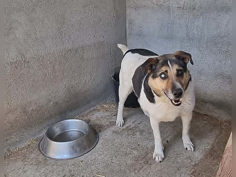 Leo 3, sucht einen Gnadenplatz