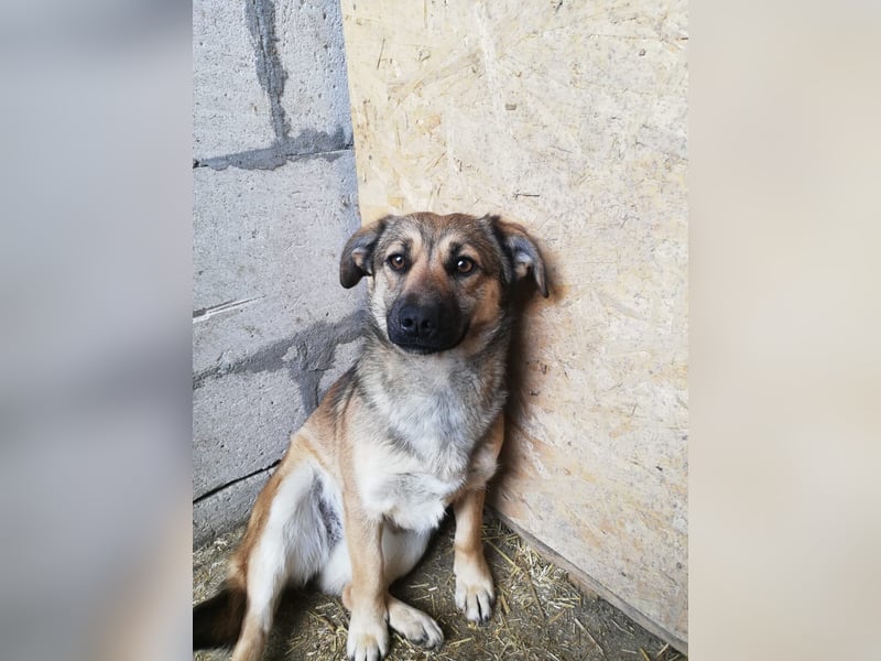 Kira, lieb und verspielt