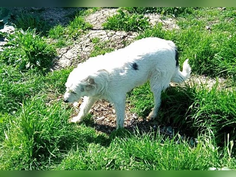 Daisy, sehr lieb und sozial