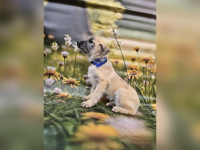 Toby, verspielt und lieb