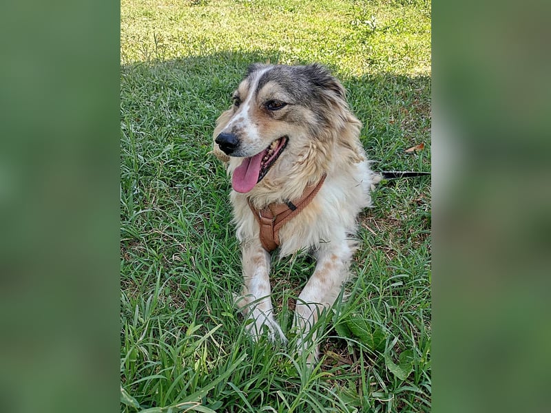 Carlotta, sucht einen Gnadenplatz