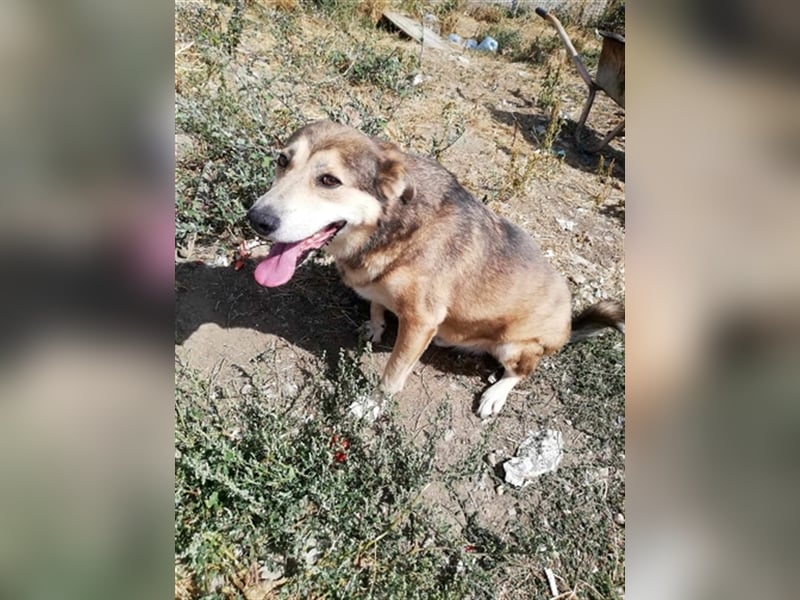 Kimba, sehr lieb aber etwas schüchtern