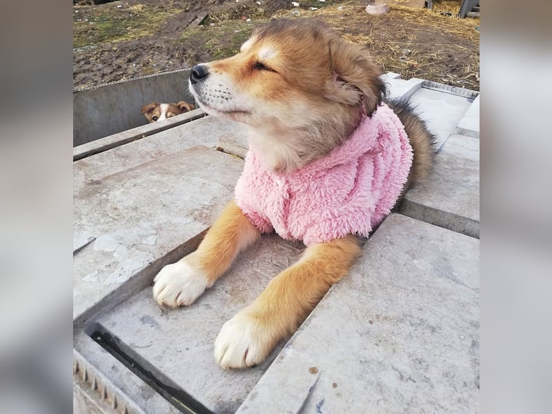 Priya * reserviert *