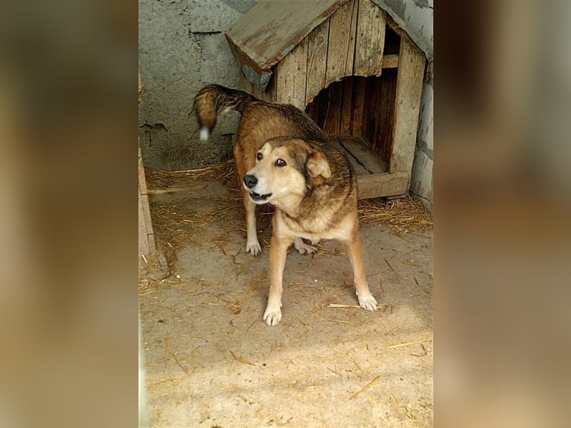 Kimba, sehr lieb aber etwas schüchtern