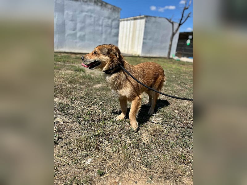 Maxi, zurückhaltender Hundebub sucht ein hundeerfahrenes Zuhause