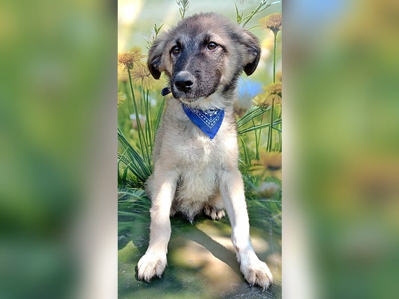 Ozzy, sucht seine Menschen