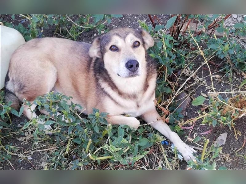 Kimba, sehr lieb aber etwas schüchtern