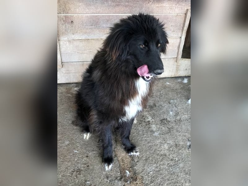 Sherlock, freundlicher Oldie