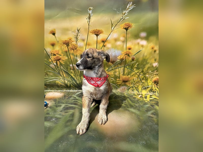 Hazel, möchte die Welt entdecken
