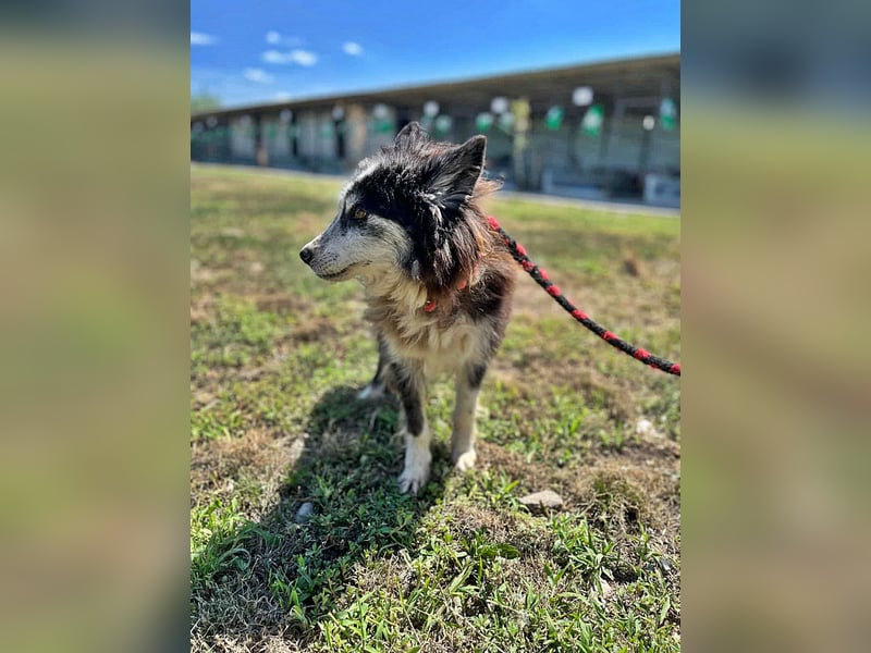 Speedy, Gnadenplatz gesucht