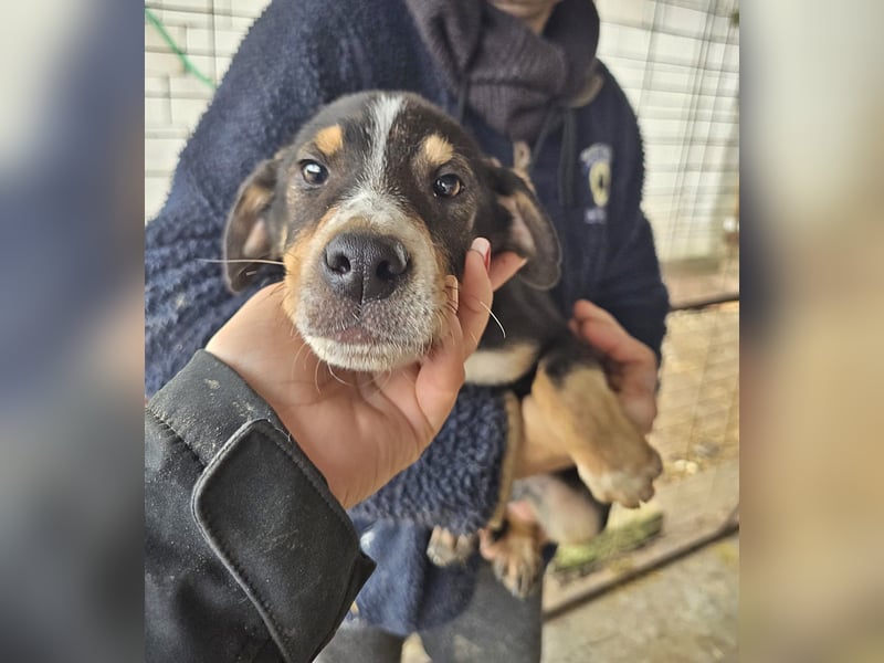 Paul wünscht sich ein Zuhause