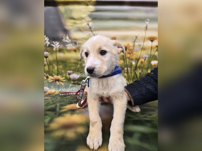 Kalle, sucht seine Menschen