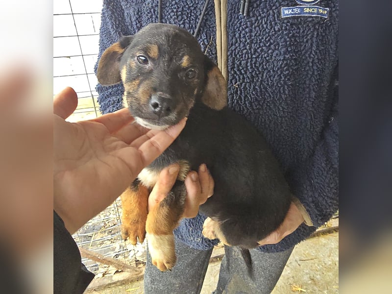 Lotti, kleines Mädchen sucht großes Glück