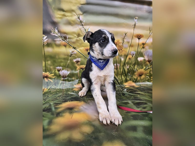 Joey, kleiner Herzensbrecher