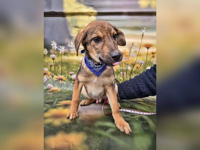 Boomer sucht das Abenteuer