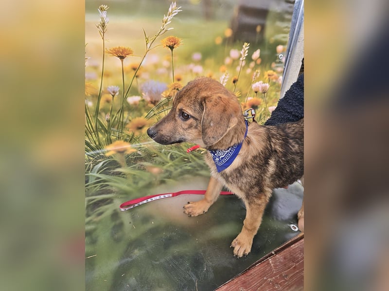 Boomer sucht das Abenteuer