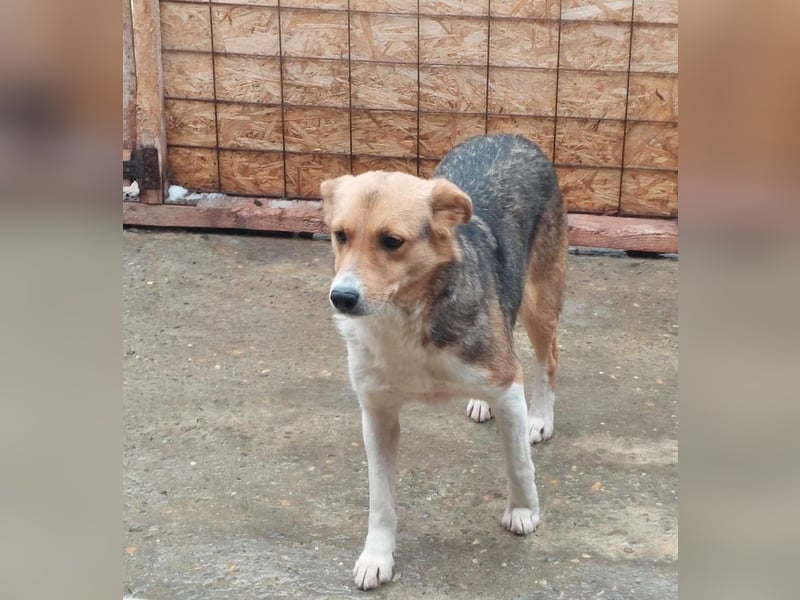 Naomi, ruhige und soziale Hündin