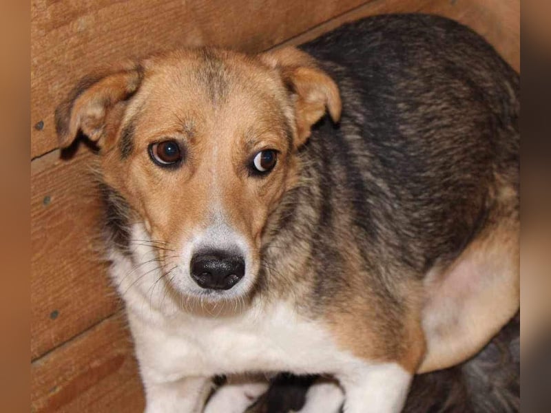 Naomi, ruhige und soziale Hündin