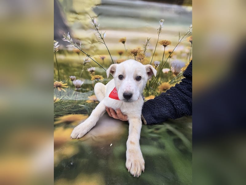 Fay, sucht ein Kuschelkörbchen