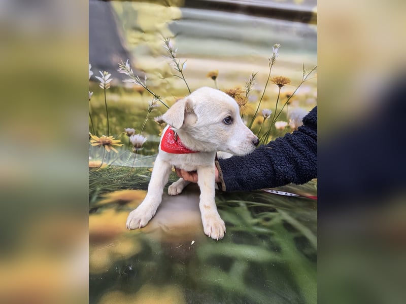 Fay, sucht ein Kuschelkörbchen