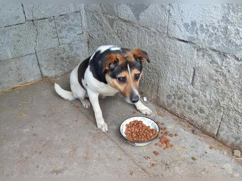 Leo 3, sucht einen Gnadenplatz