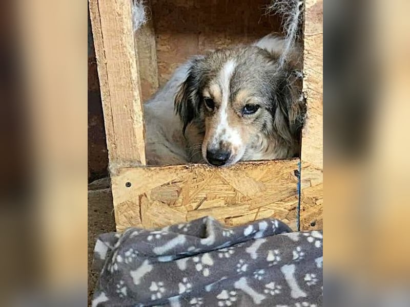 Carlotta, sucht einen Gnadenplatz