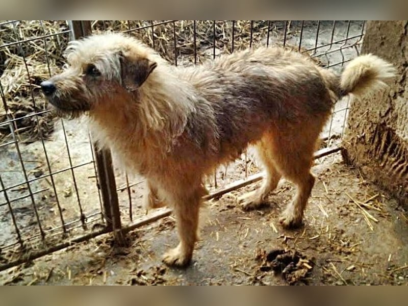 Benji, sehr freundlich