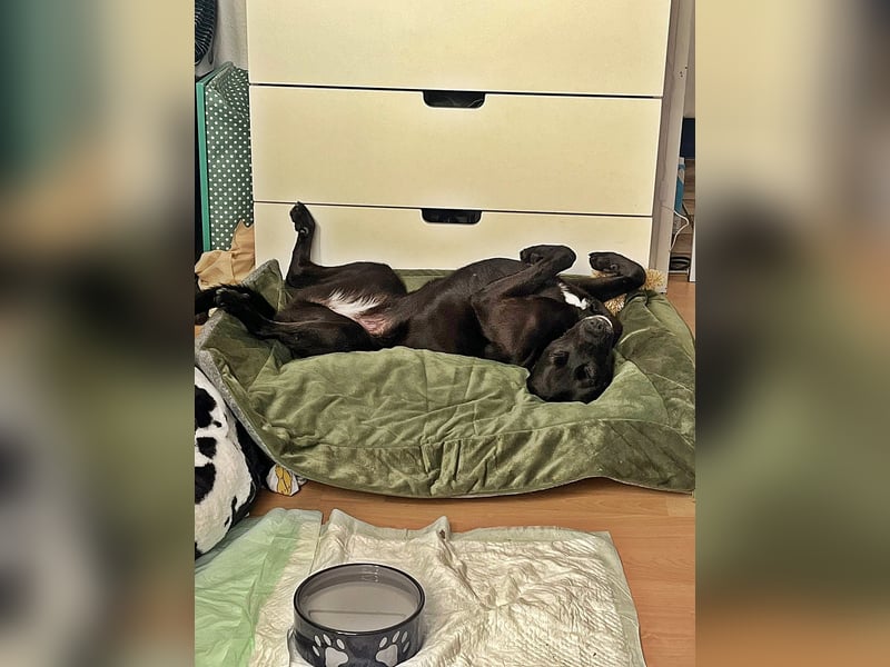 Bella, auf einer Pflegestelle in 48527 Nordhorn