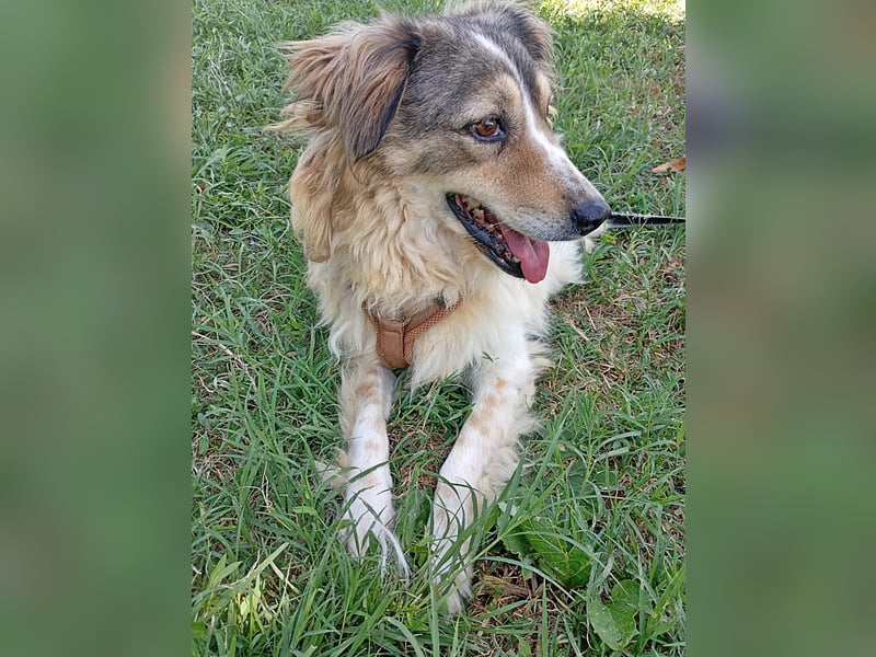 Carlotta, sucht einen Gnadenplatz