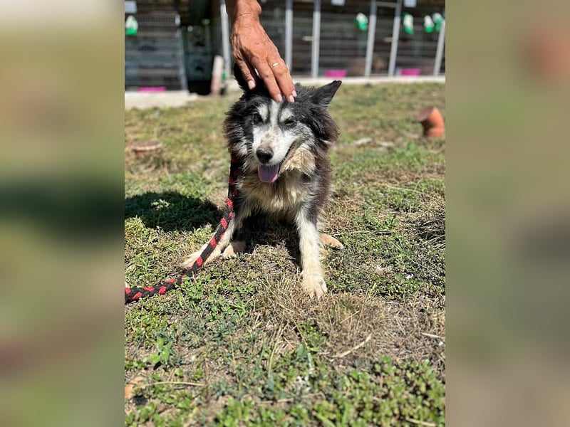 Speedy, Gnadenplatz gesucht