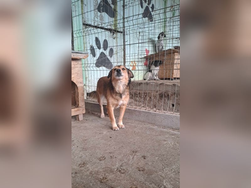 Maxi, zurückhaltender Hundebub sucht ein hundeerfahrenes Zuhause