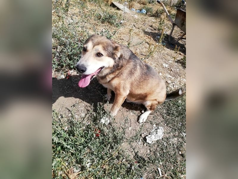 Kimba, sehr lieb aber etwas schüchtern