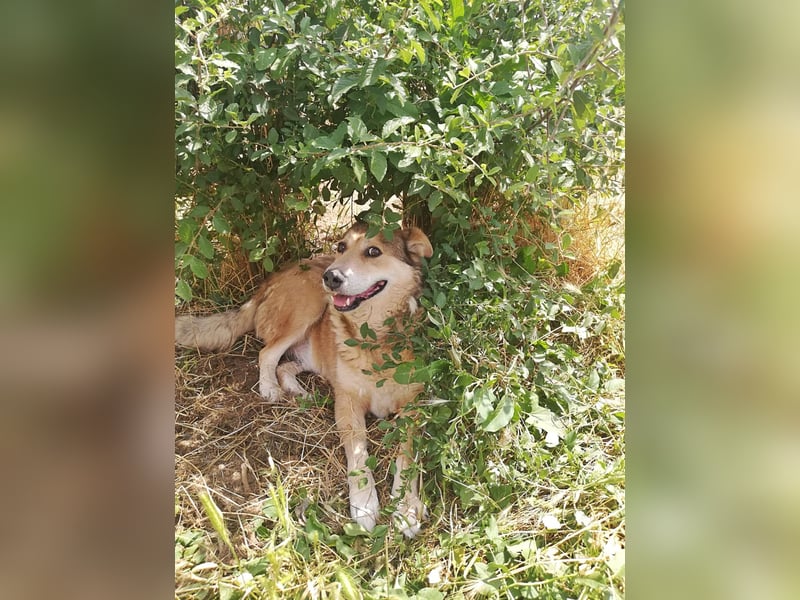 Kimba, sehr lieb aber etwas schüchtern