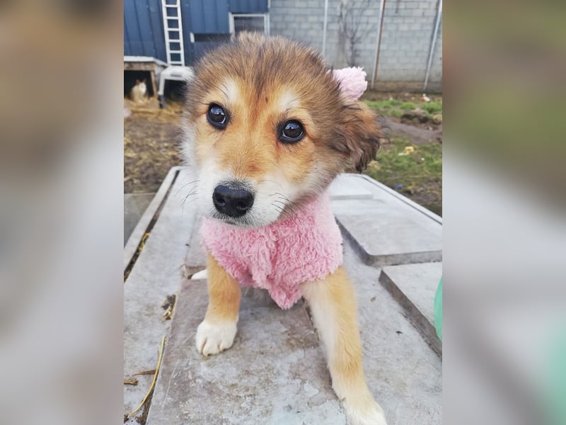 Priya * reserviert *