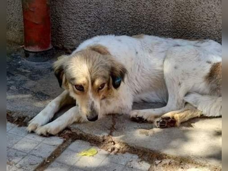 Carlotta, sucht einen Gnadenplatz