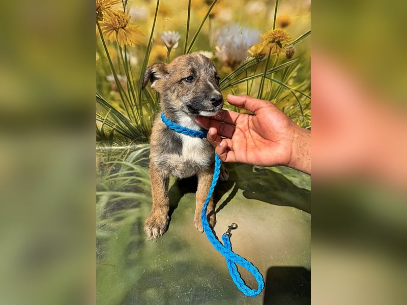 Peanut, neugierig und verspielt