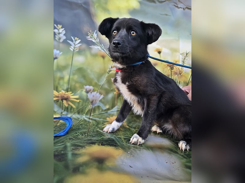 Sera, lieb aber noch etwas schüchtern