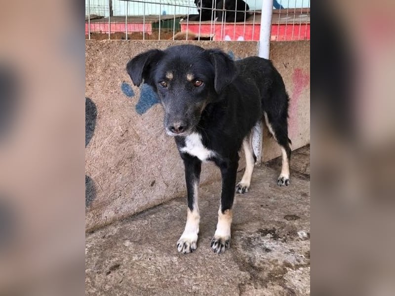 Chicco, muss Vertrauen aufbauen