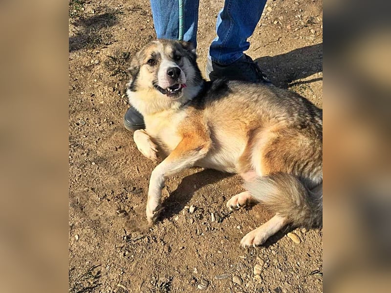 Charly (2), freundlich und neugierig