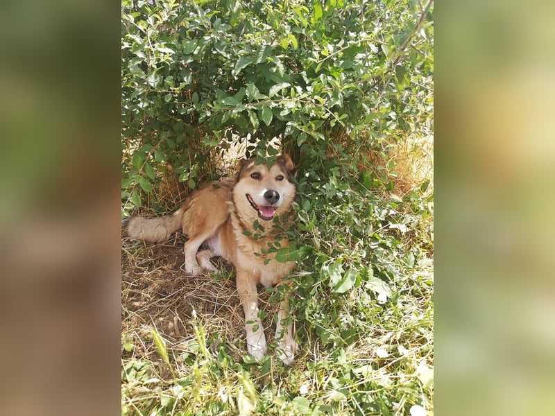 Kimba, sehr lieb aber etwas schüchtern