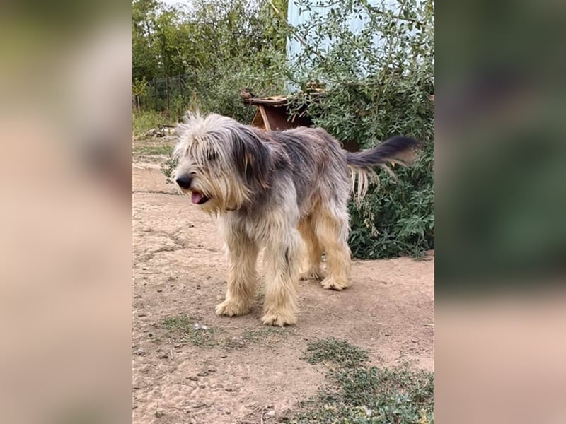 Akira, besonderes Hundemädchen sucht besondere Menschen