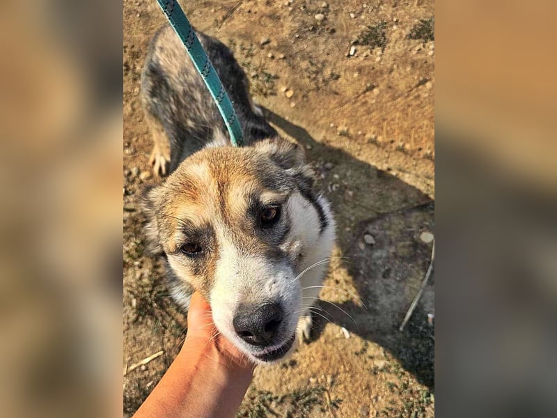 Charly (2), freundlich und neugierig